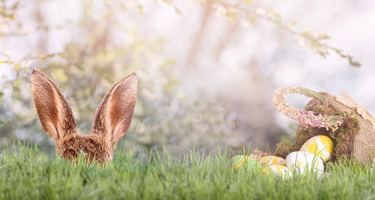 Bald kommt der Osterhase